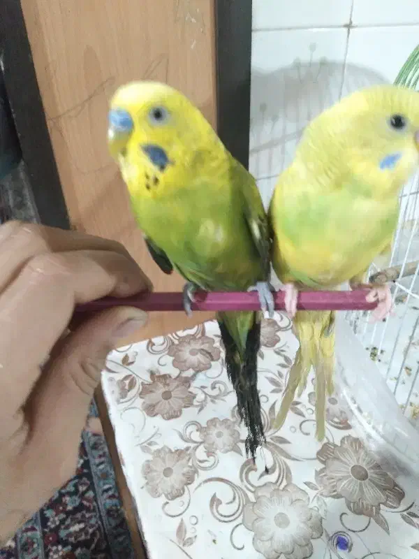 مرغ عشق|پرنده|بیرجند, |دیوار