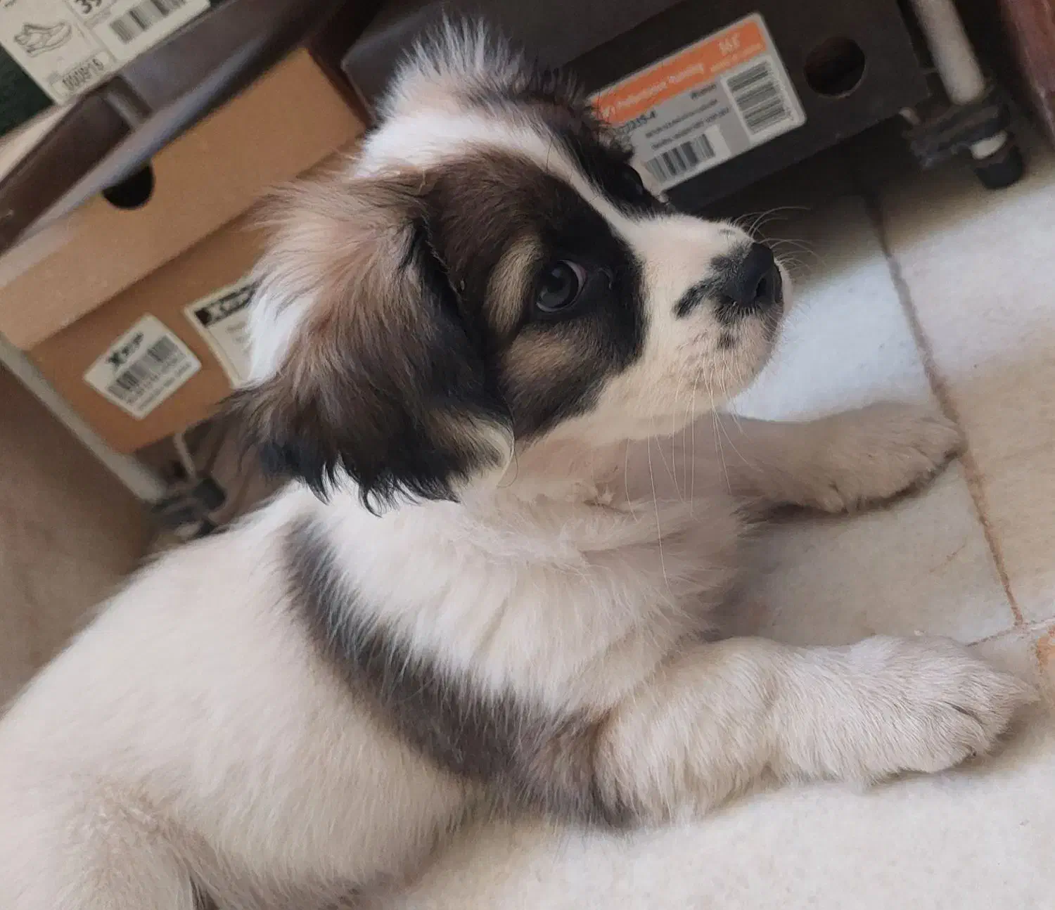 واگذاری سگ|سگ|نشتارود, |دیوار