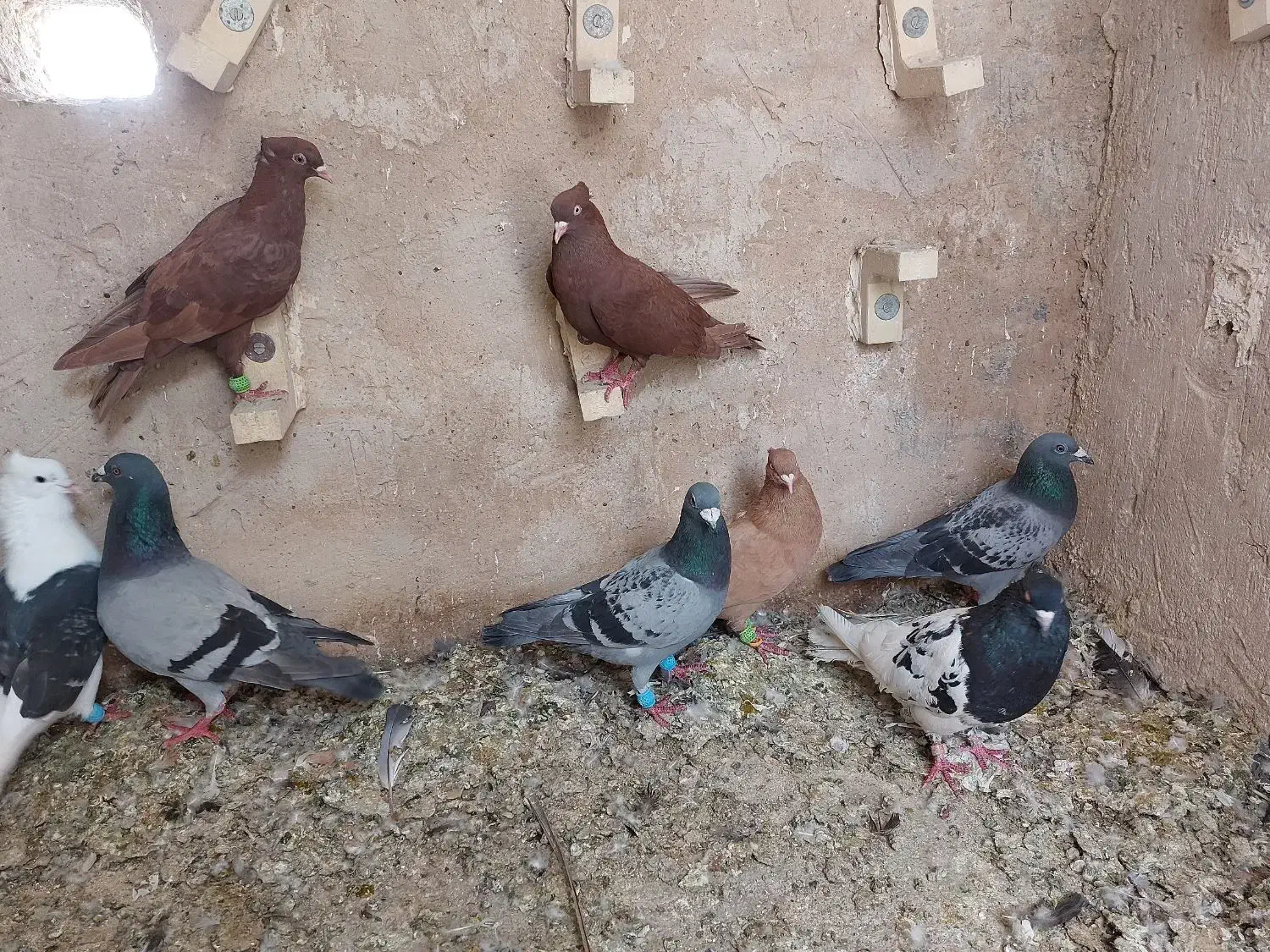کفتر|پرنده|فسا, |دیوار
