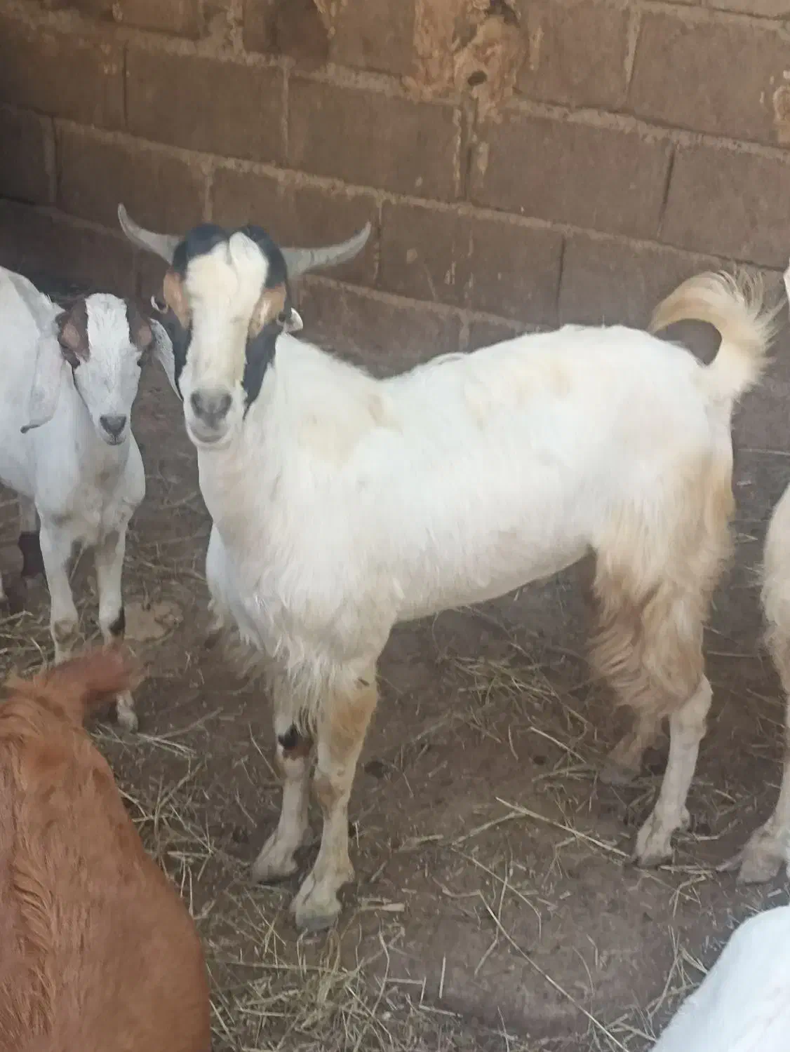 نری درخونه ای|حیوانات مزرعه|میناب, |دیوار