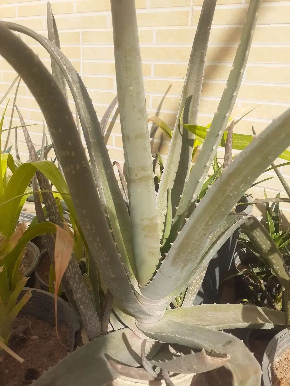 الوئه ورا|گل و گیاه طبیعی|پیر بکران, |دیوار