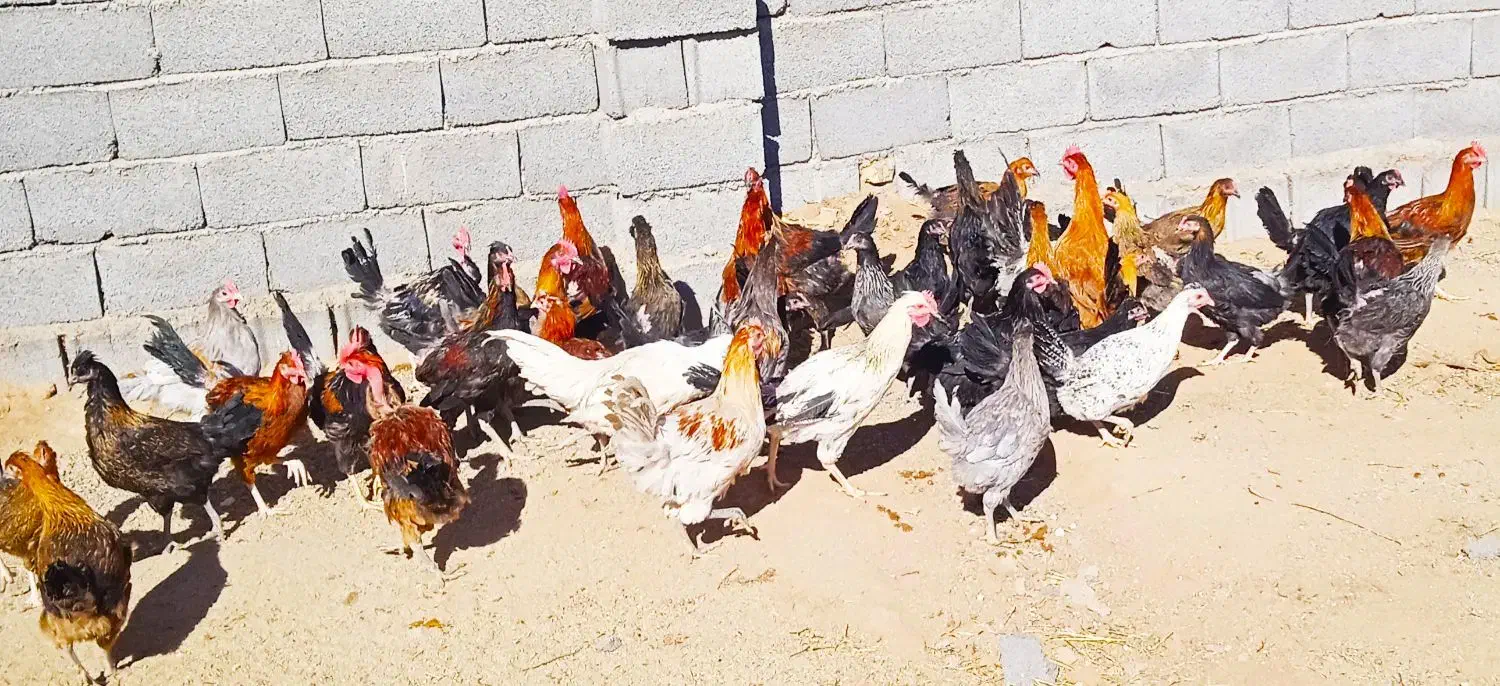 فروش ۵۰ عدد مرغ و خروس به صورت یکجا|حیوانات مزرعه|یزد, |دیوار