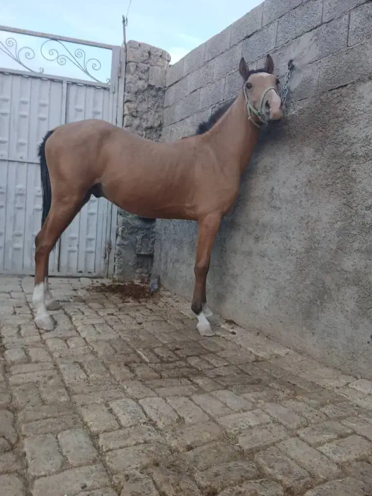 اسب ۲ ساله|اسب و تجهیزات اسبسواری|اصفهان, قهاب جنوبی|دیوار