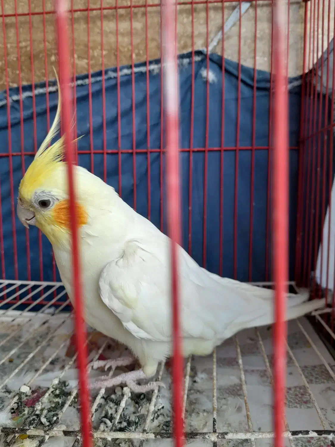 طوطی عروسی سخنگو|پرنده|بابل, |دیوار