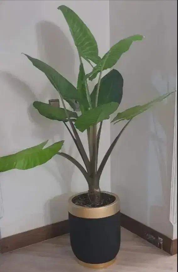 گل بابا ادم|گل و گیاه طبیعی|اهواز, شهرک نفت|دیوار