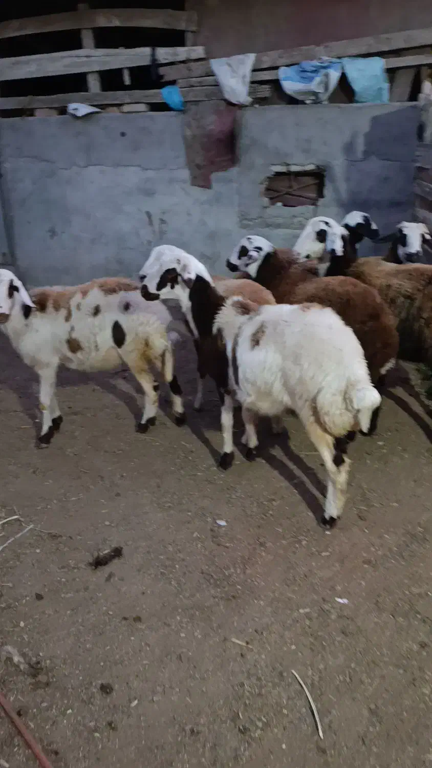 7راس توقلی ماده زیر قوچی پلنگی|حیوانات مزرعه|سیمین شهر, |دیوار