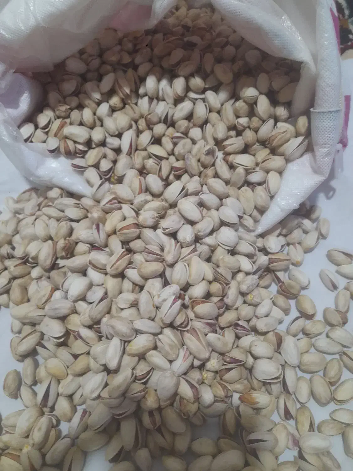 خرید پسته رو آبی|خدمات باغبانی و درختکاری|سبزوار, صالح آباد|دیوار