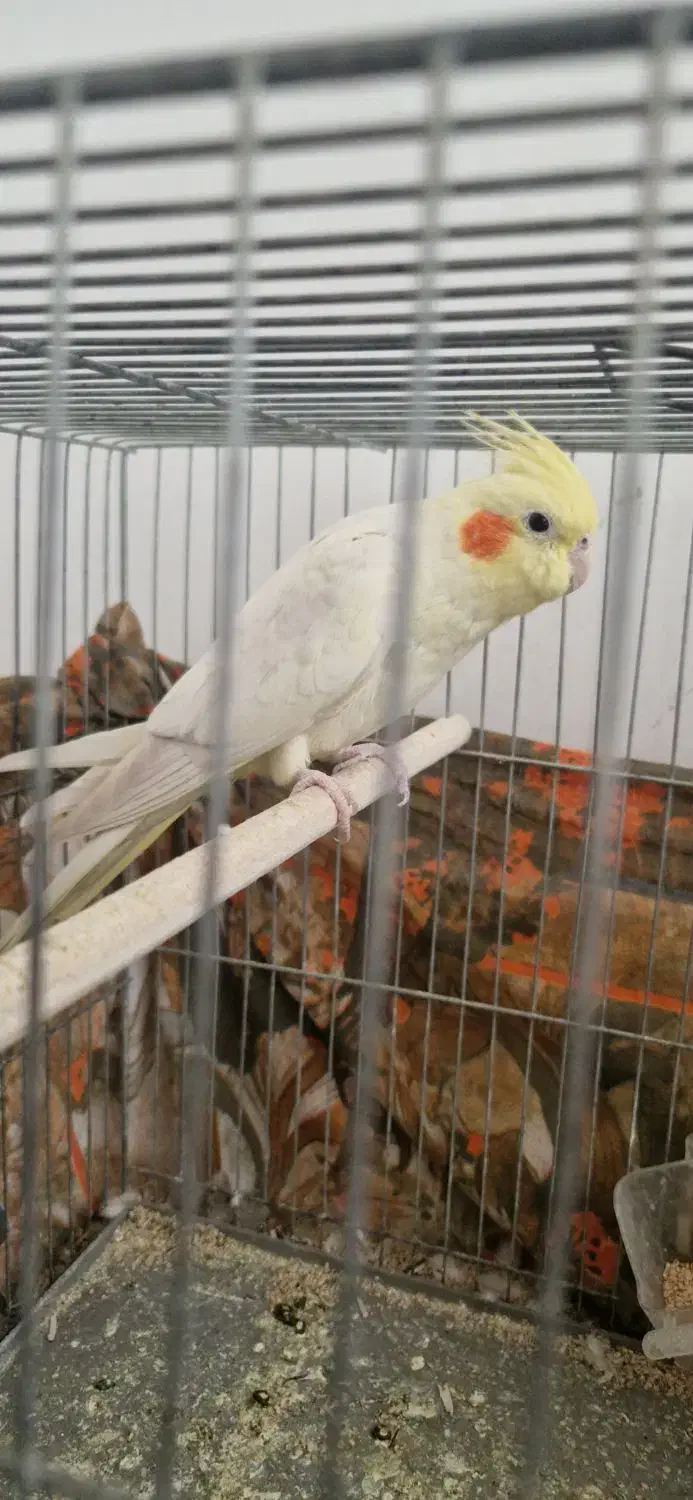 عروس هلندی ماده تخم گذار|پرنده|قم, شهرک مهدیه (مدرس)|دیوار