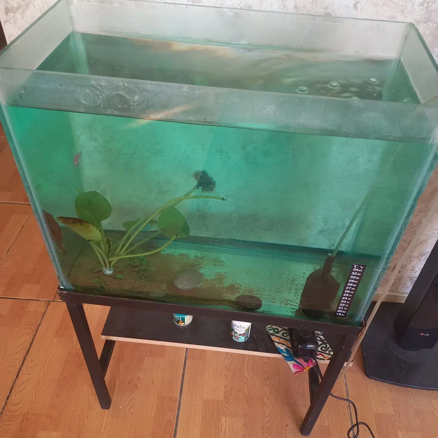 آکواریوم کامل با ماهی و تجهیزات|ماهی|تهران, فلسطین (میدان انقلاب)|دیوار