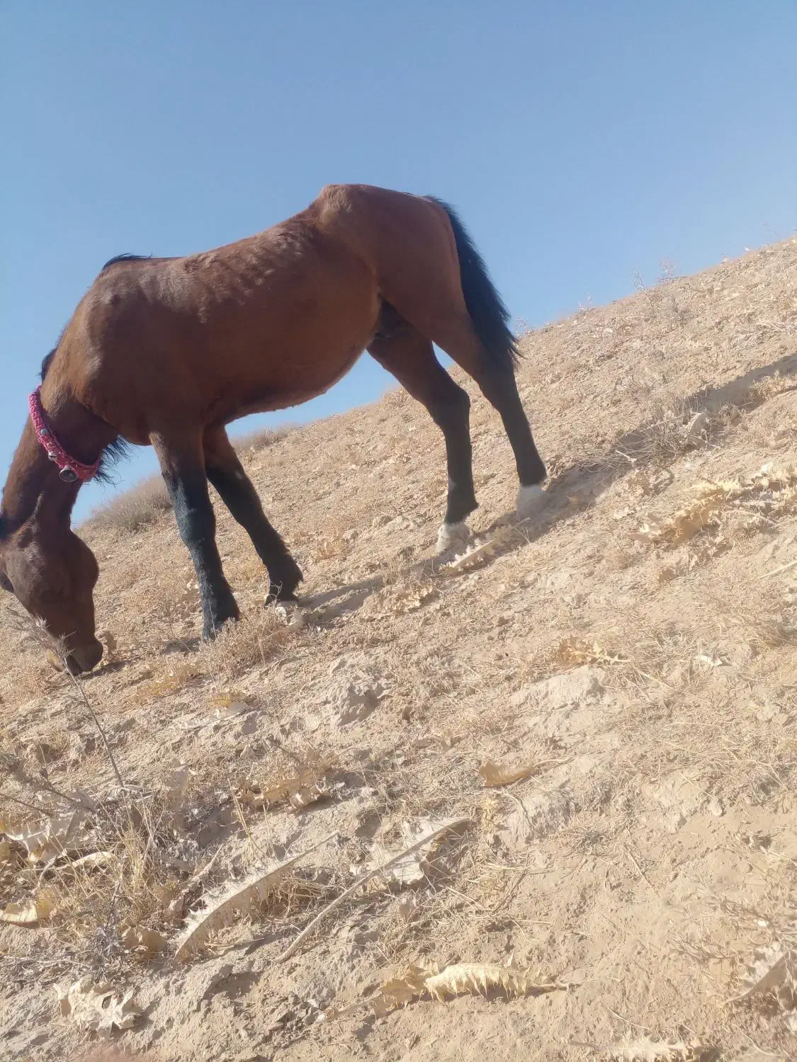 اسب|اسب و تجهیزات اسب‌سواری|مشهد, ثامن|دیوار