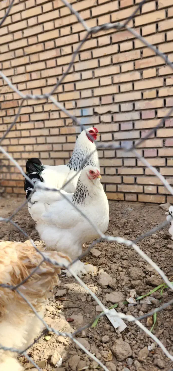 تخم مرغ نطفه دار برهما لایت|حیوانات مزرعه|مشهد, نوید|دیوار