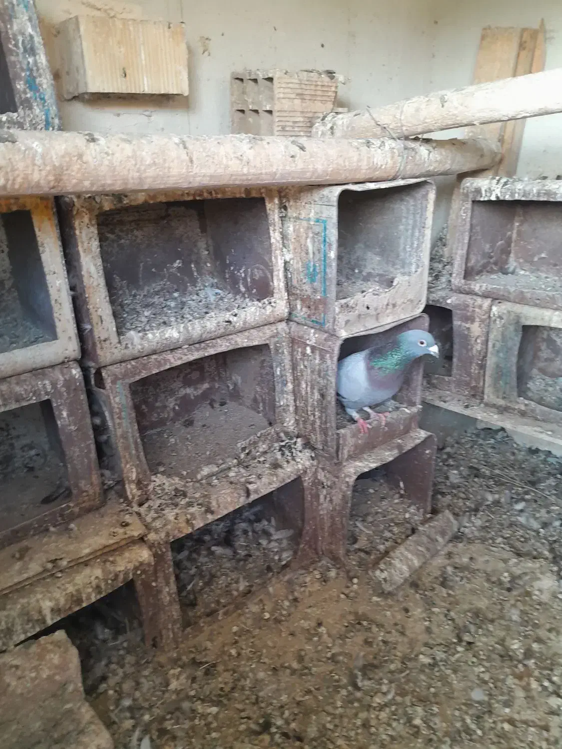 فروش کبوتر|پرنده|شادیان, |دیوار