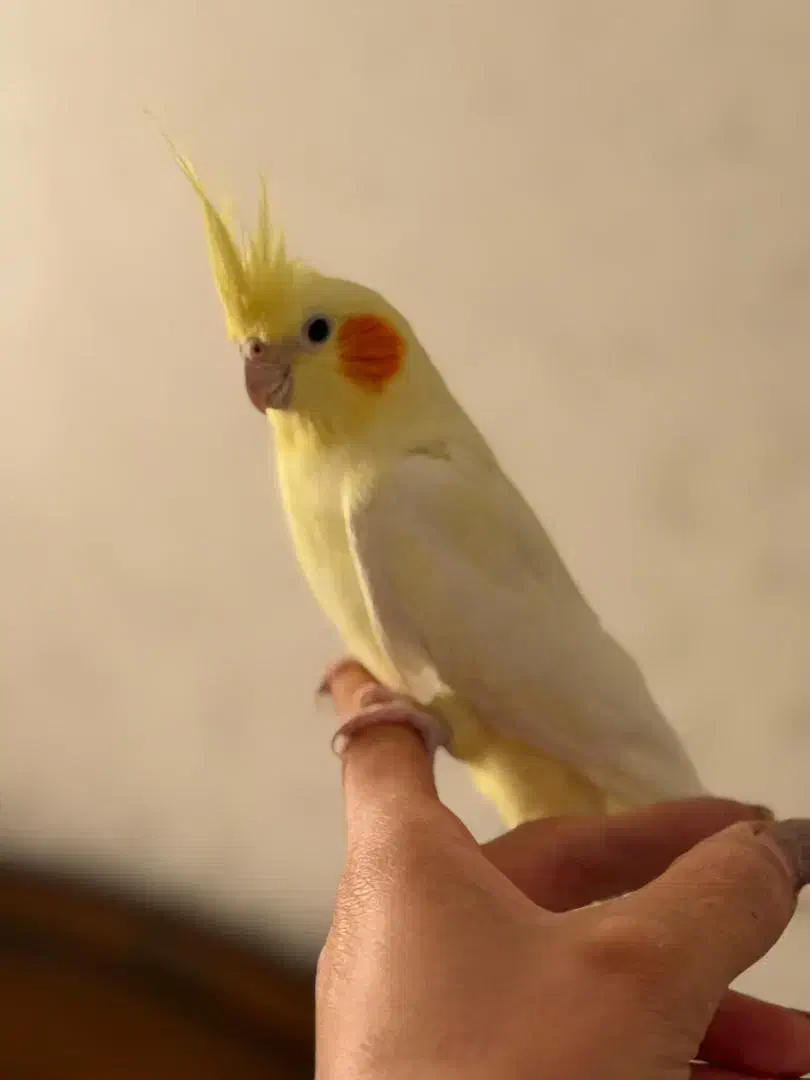 عروس هلندی|پرنده|رودهن, |دیوار