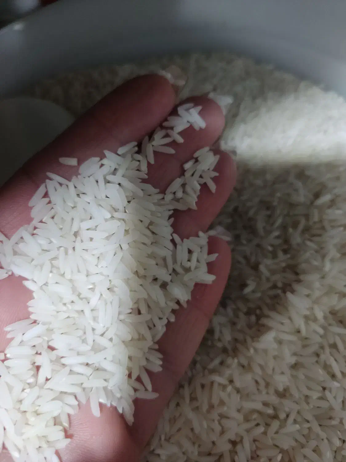 برنج هاشمی اصل گیلان|عمده‌فروشی|محمدیه-قزوین, |دیوار