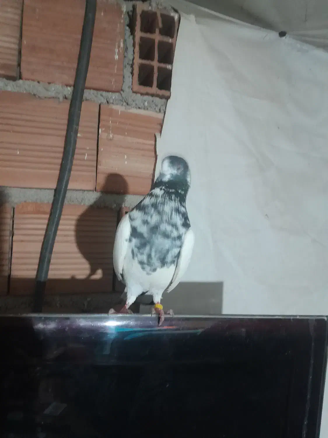 کله دم سیز اس ساعت بالا|پرنده|رشت, کوی عرفان|دیوار