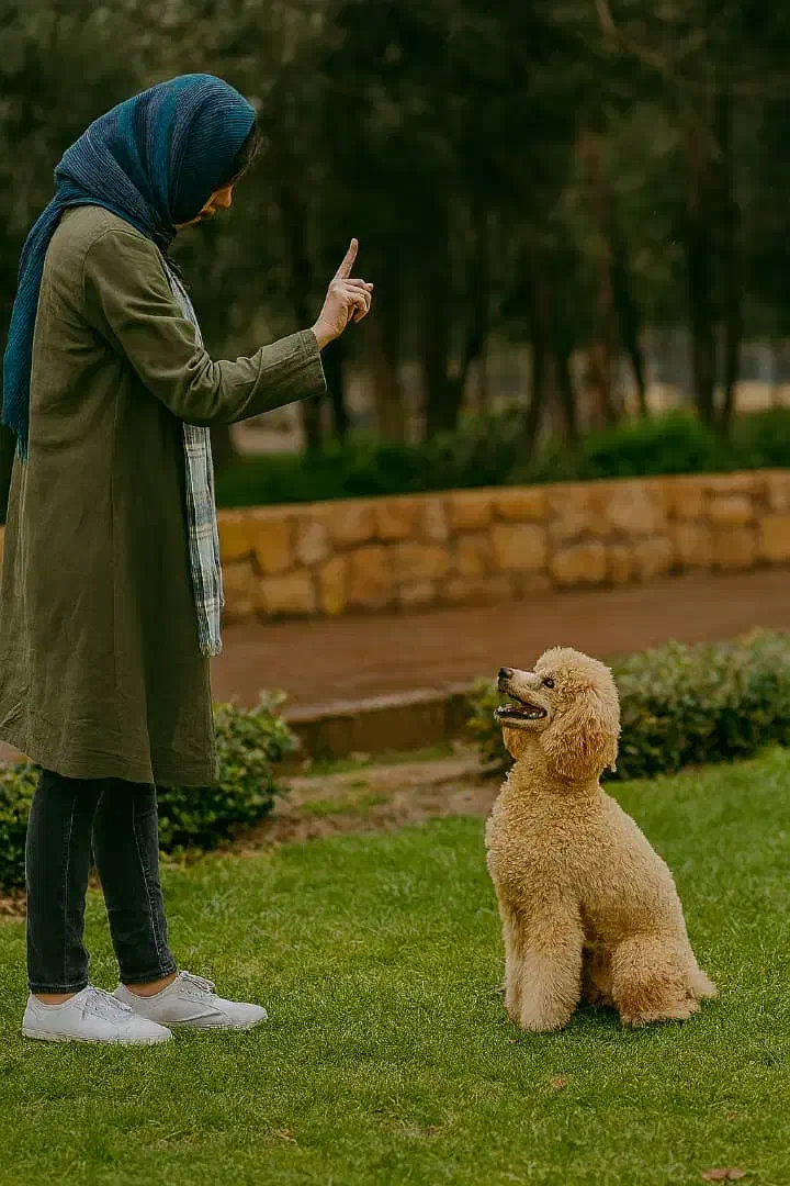 آموزش مربی سگ مطابق با سبک زندگی شما|خدمات آموزشی|مشهد, اقبال|دیوار