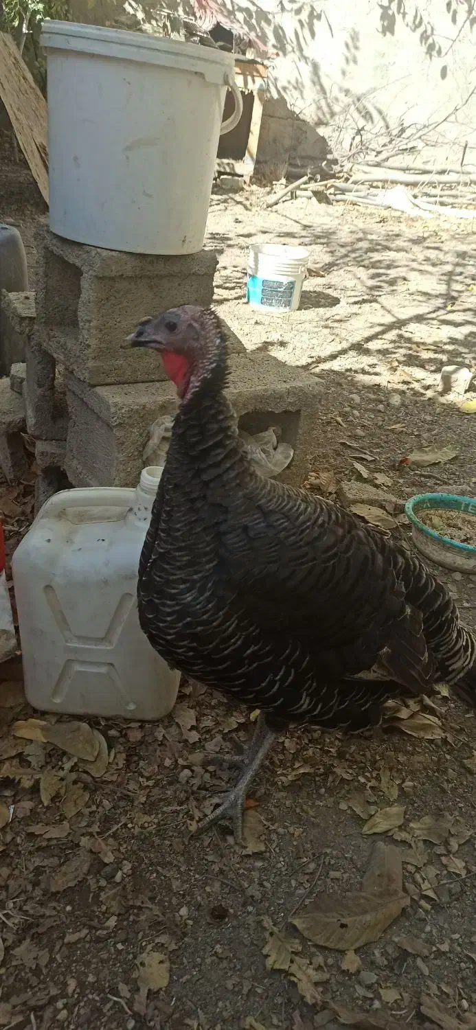 بوقله نر و ماده هفت ماهه واکسن زده|حیوانات مزرعه|یاسوج, |دیوار