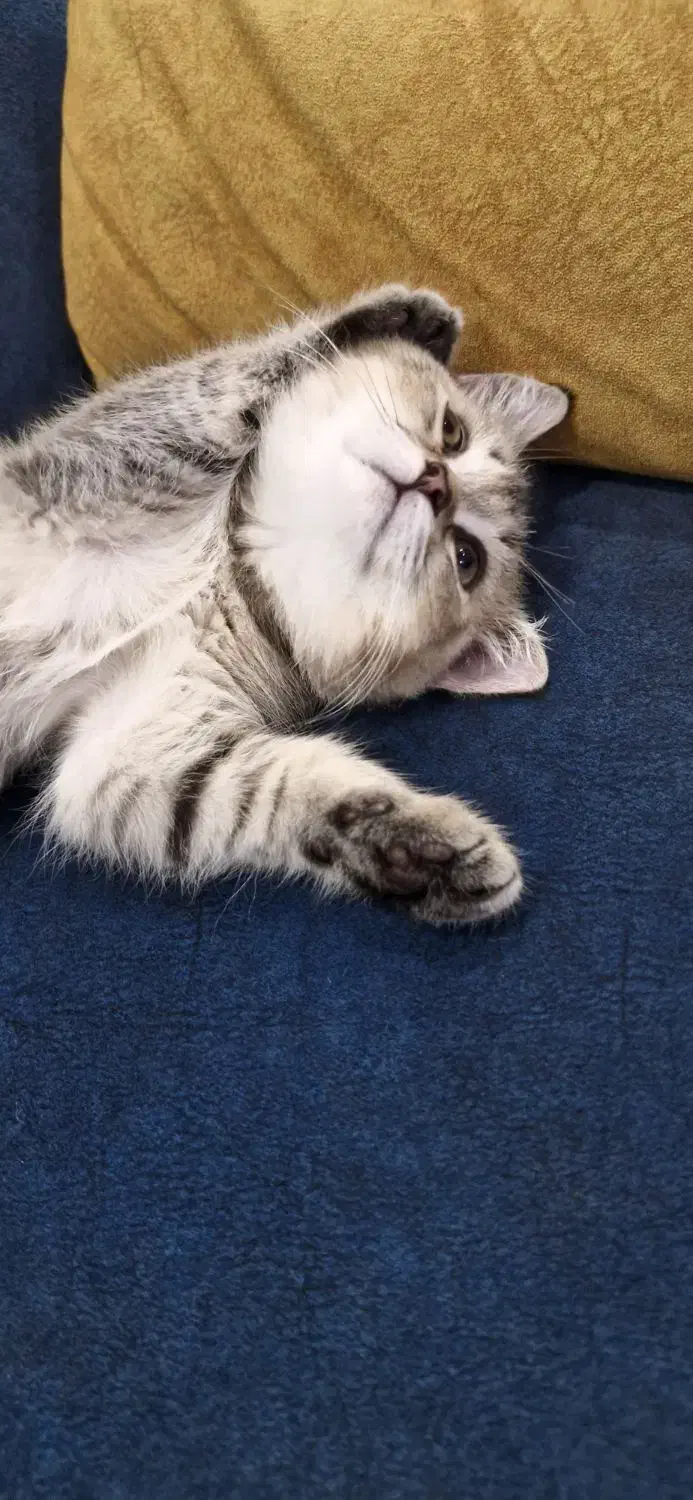 بریتیش اصیل شناسنامه دار بلک اند گلد ۳ماهه|گربه|تهران, شمشیری|دیوار