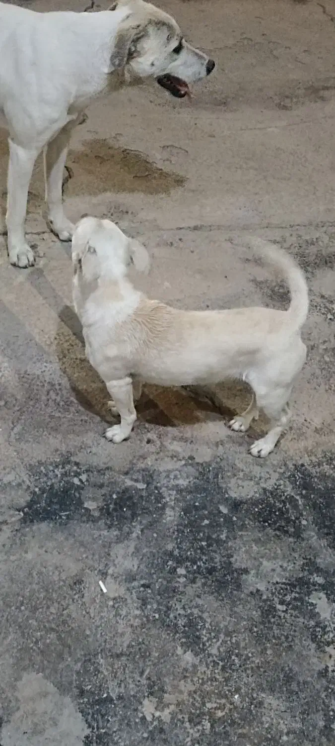 واگذاری سگ پا کوتاه|سگ|رامهرمز, |دیوار