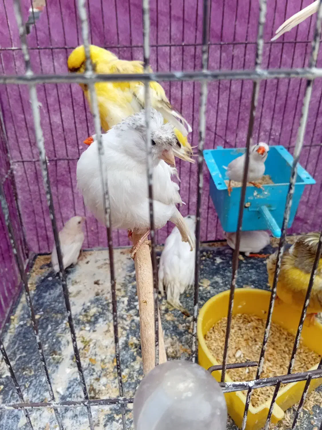 مرغ عشق|پرنده|قم, شهرک فاطمیه|دیوار