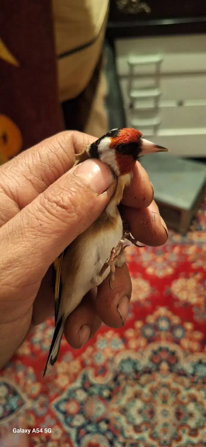 سهر قفس|پرنده|بروجرد, |دیوار