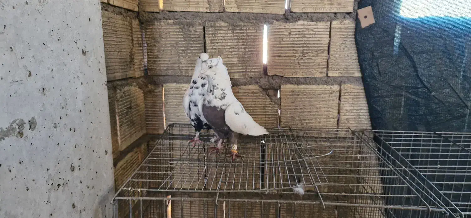 کبوتر دورگ و رنگی|پرنده|مبارکه, |دیوار