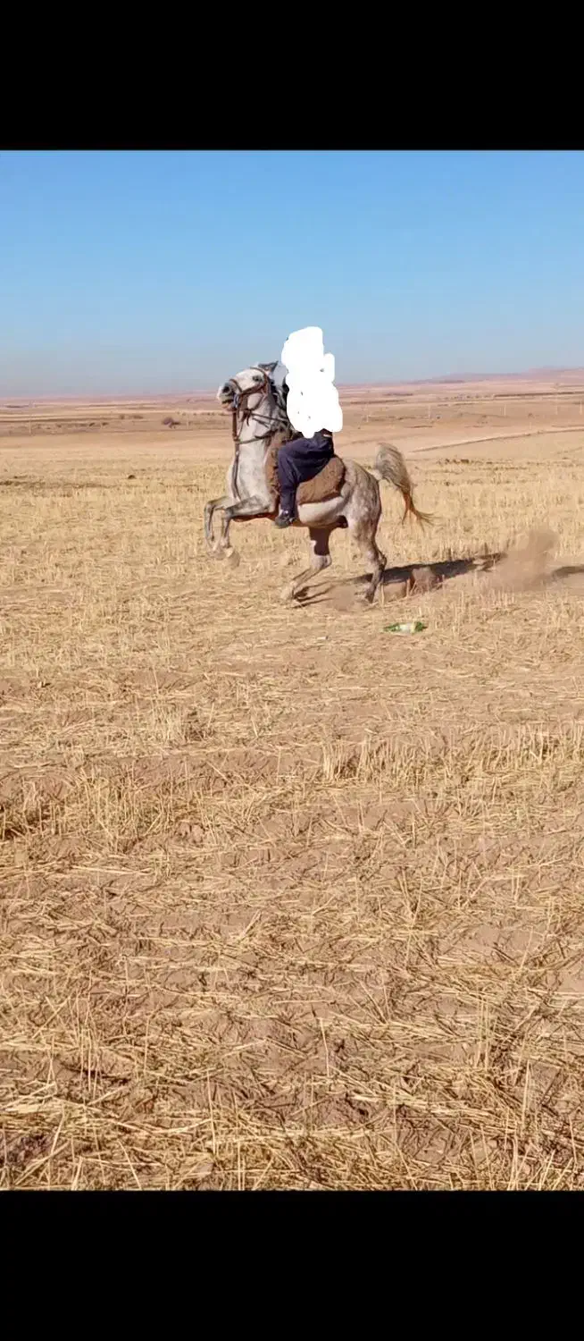 فروش مادیون کرد|اسب و تجهیزات اسب‌سواری|سردرود, |دیوار