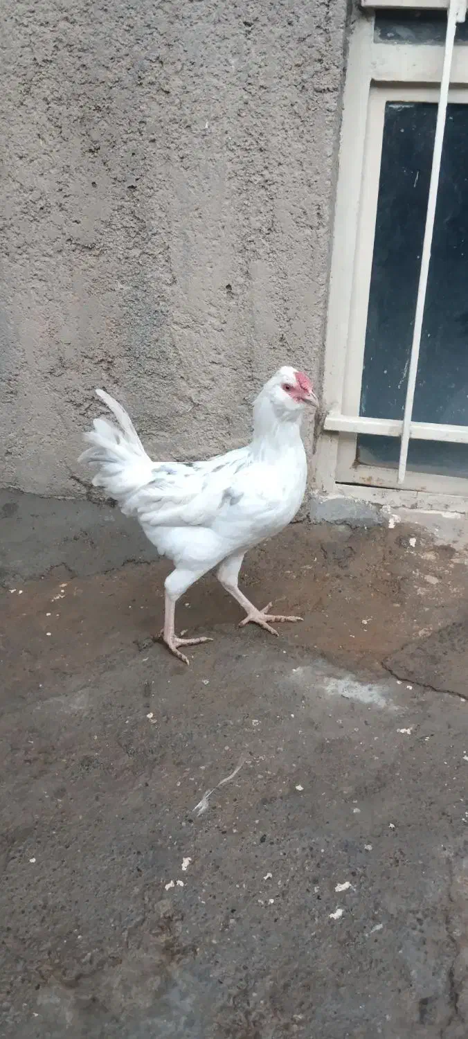 خروس گلین اصیل|حیوانات مزرعه|بیستون, |دیوار