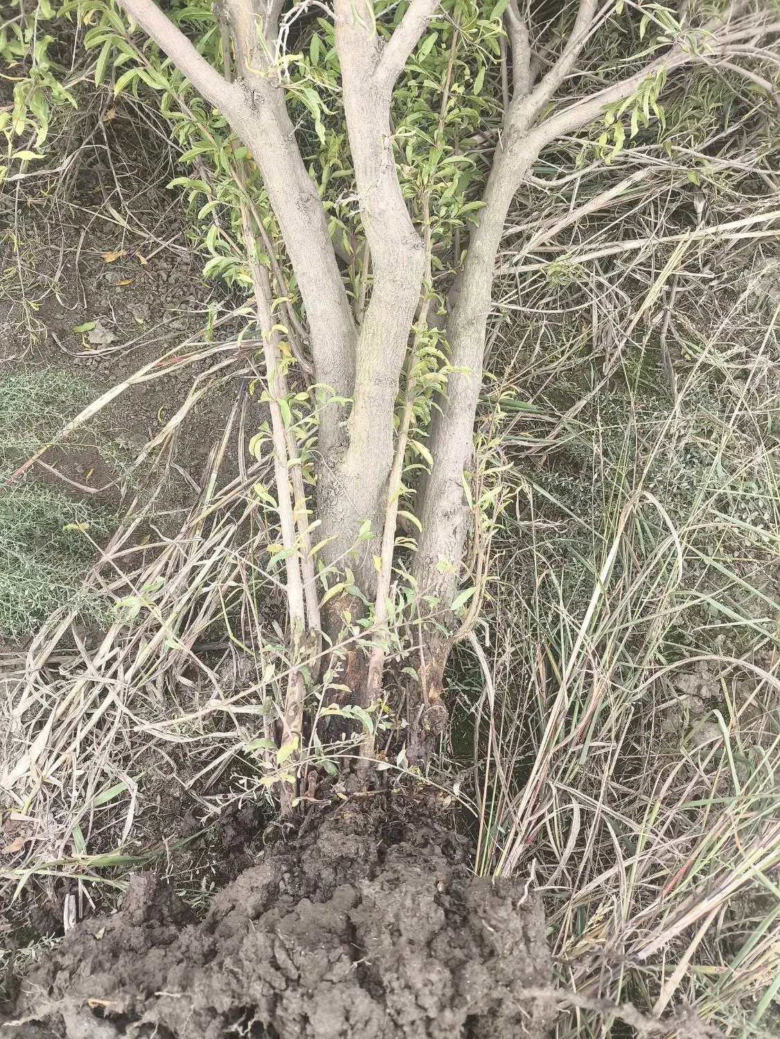 فروش چوب باغی انار|خدمات باغبانی و درختکاری|آق قلا, |دیوار