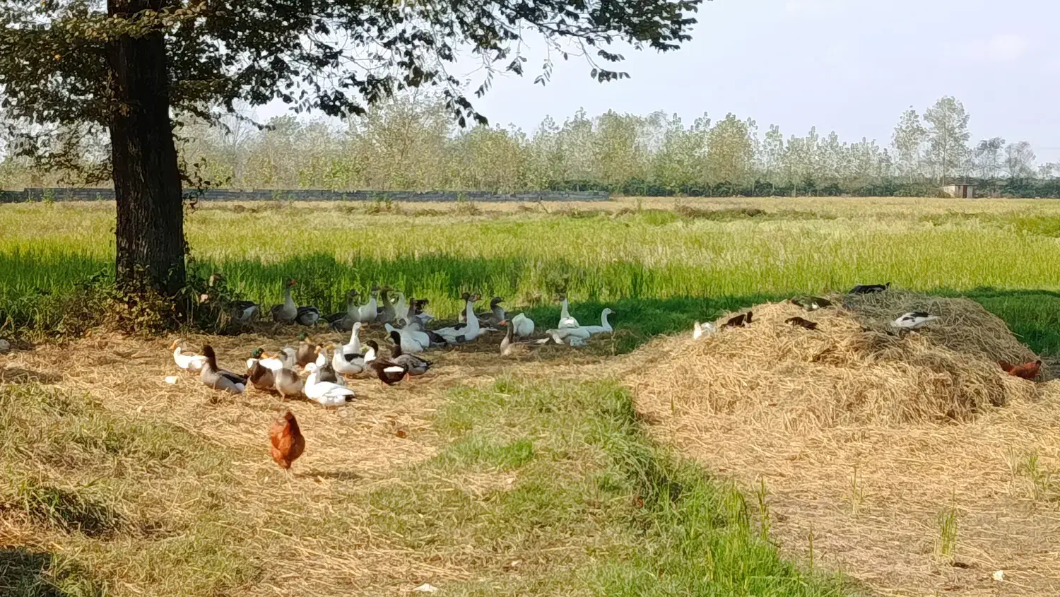 فروش غاز|حیوانات مزرعه|رشت, لاکان|دیوار