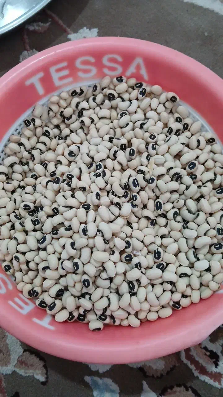 لوبیام چشم بلبلی و ترکمنی(گندمی)|خوردنی و آشامیدنی|فراغی, |دیوار