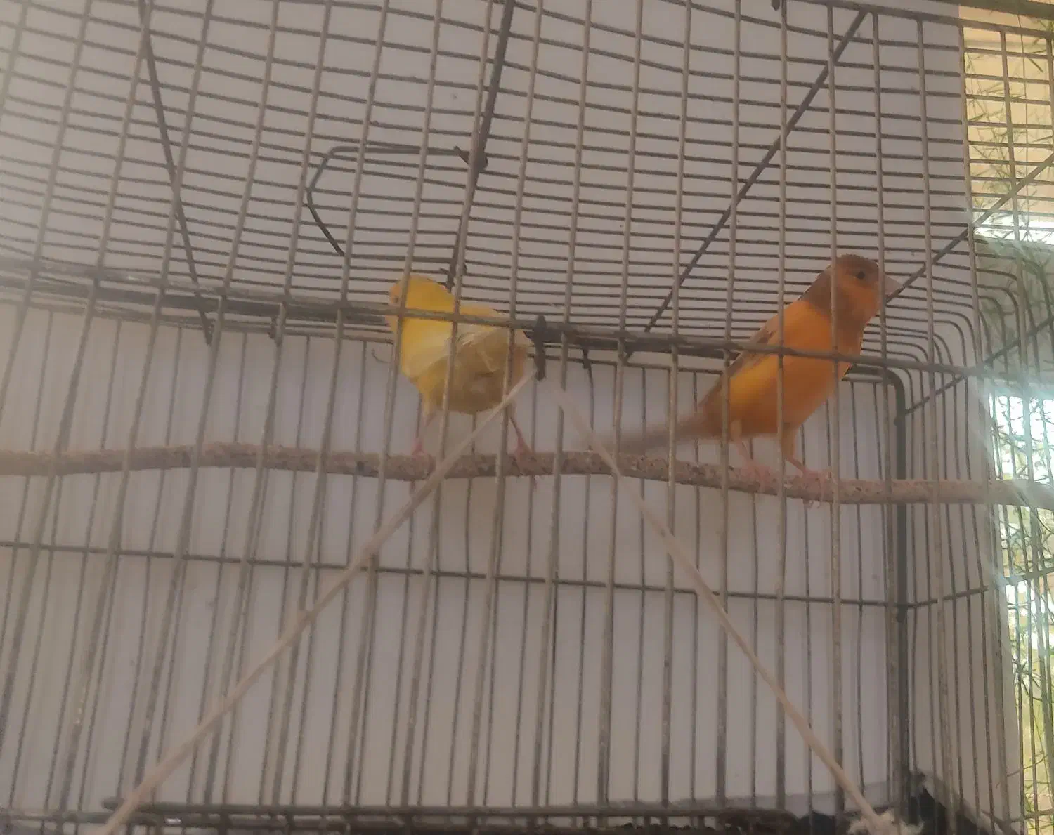 فروش قناری|پرنده|ابرکوه, |دیوار