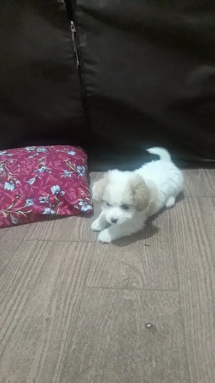 سگ جیبی کرلس خیلی باهوش و بازیگوشه|سگ|اسلامشهر, شهرک توحید|دیوار