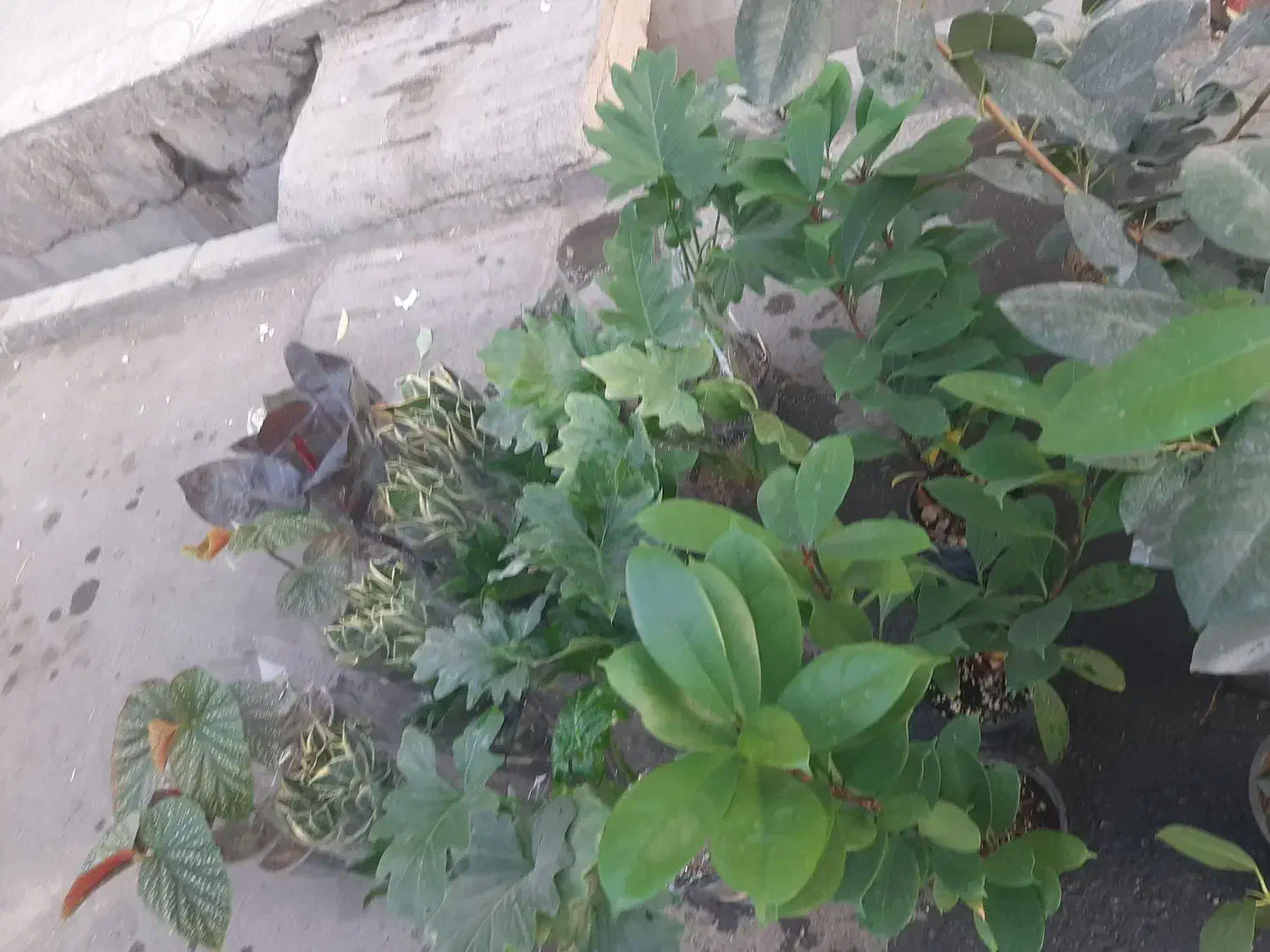 انواع گل آپارتمانی فقط و فقط ۱۰۰تومن|گل و گیاه طبیعی|نسیم‌شهر, |دیوار