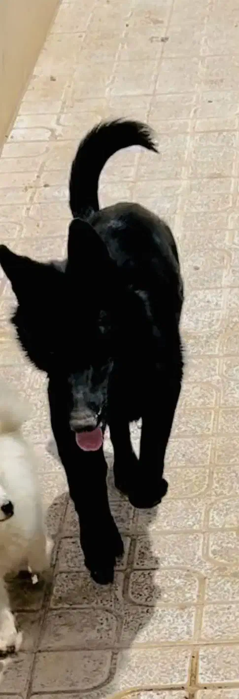 فروش سگ ژرمن بلک|سگ|سیرجان, |دیوار