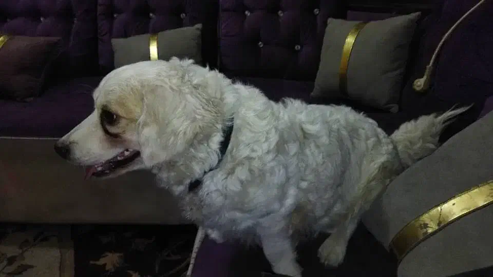 سگ پامر شیتزو|سگ|اهواز, دانشگاه چمران|دیوار