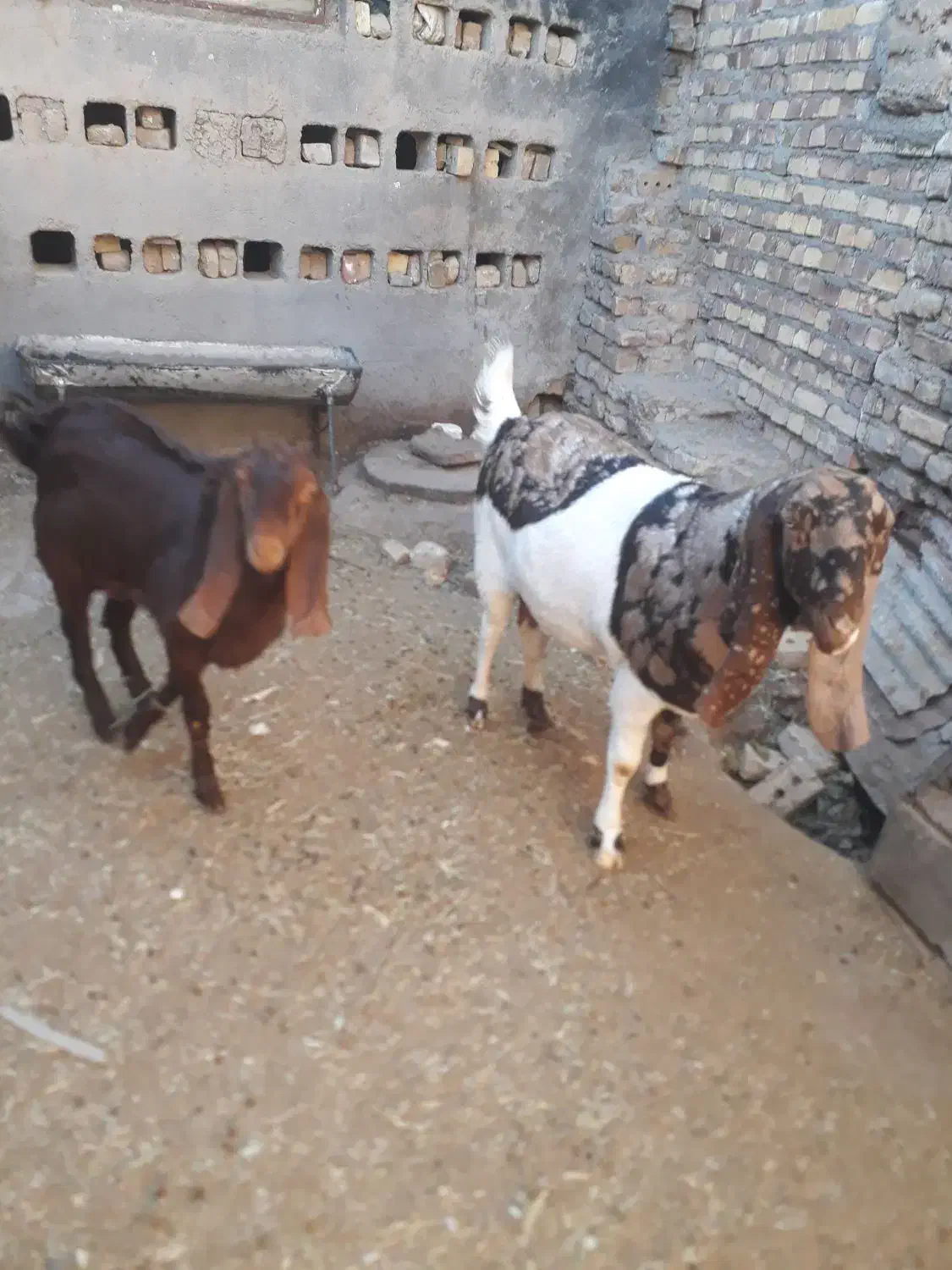 یک بزآمریکایی اصلی ویک بزغاله نر|حیوانات مزرعه|تایباد, |دیوار