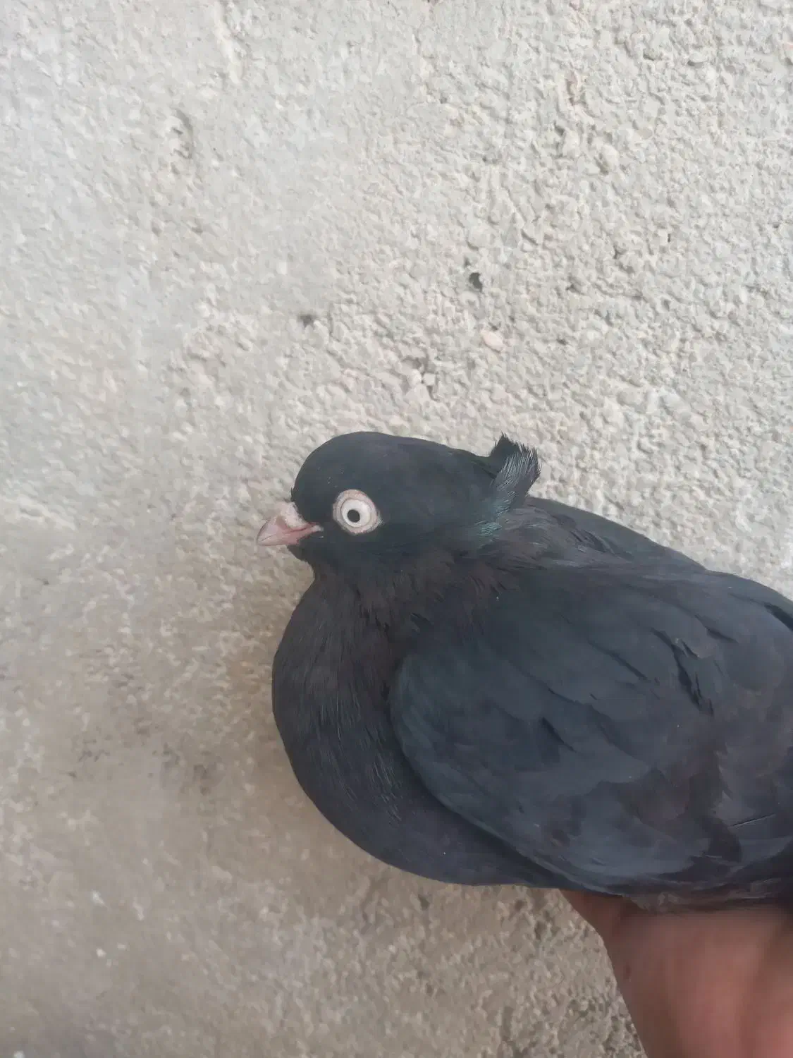 تخمه مرغه محلی اصل . دونه ۱۲|حیوانات مزرعه|ایذه, |دیوار