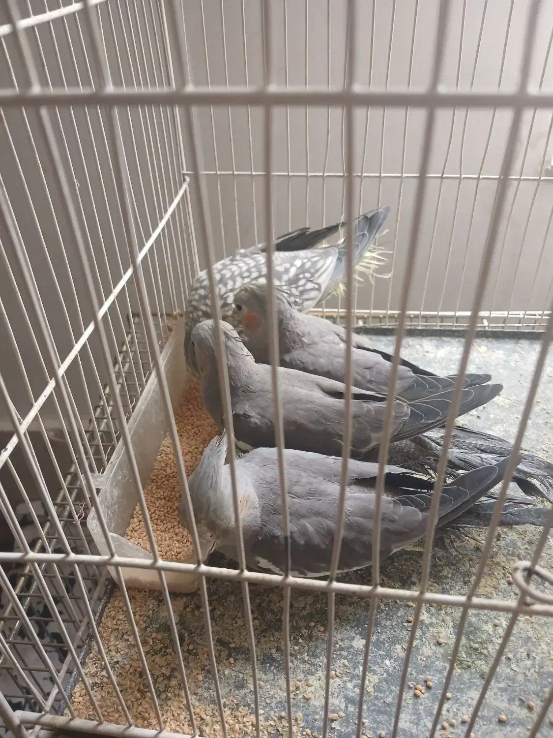 عروس هلندی|پرنده|مشهد, فاطمیه|دیوار