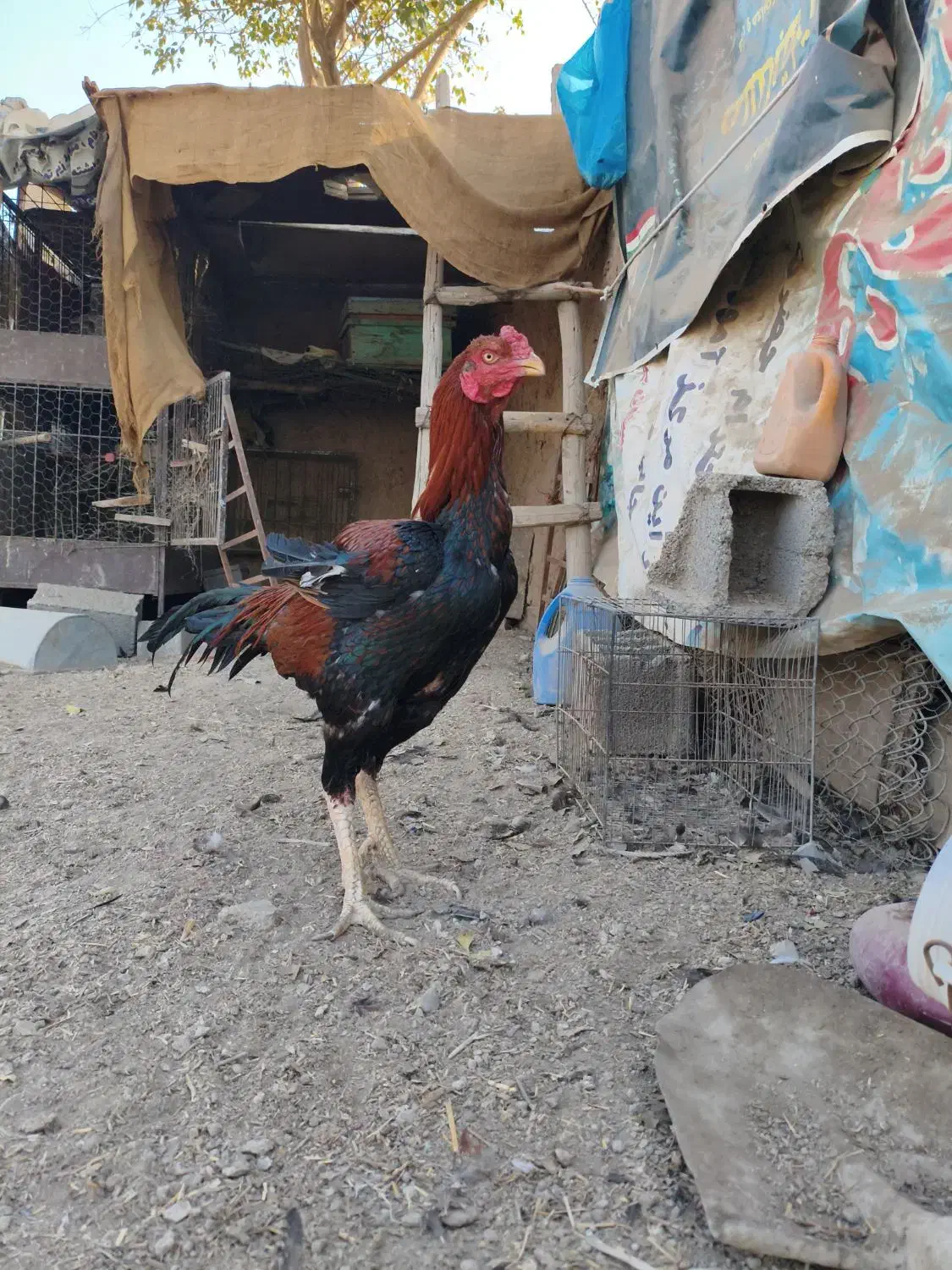 خروس لاری نژاد دار|حیوانات مزرعه|ری, فیروزآباد|دیوار