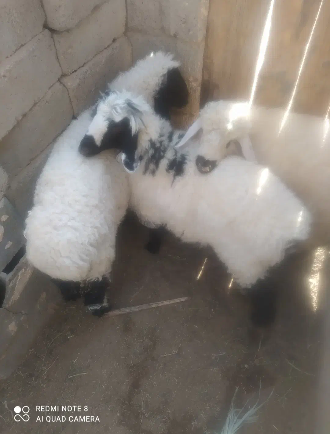 سه بره نر سنگین وزن ارکدام20کیلوگوشت|حیوانات مزرعه|زهک, |دیوار