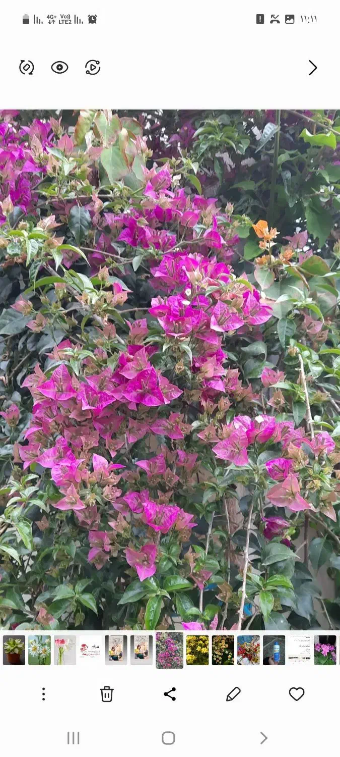 گل های زیبا|گل و گیاه طبیعی|رشت, شهرک قدس|دیوار