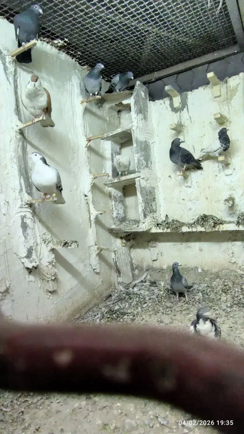 کفتر|پرنده|مشهد, کوشش|دیوار