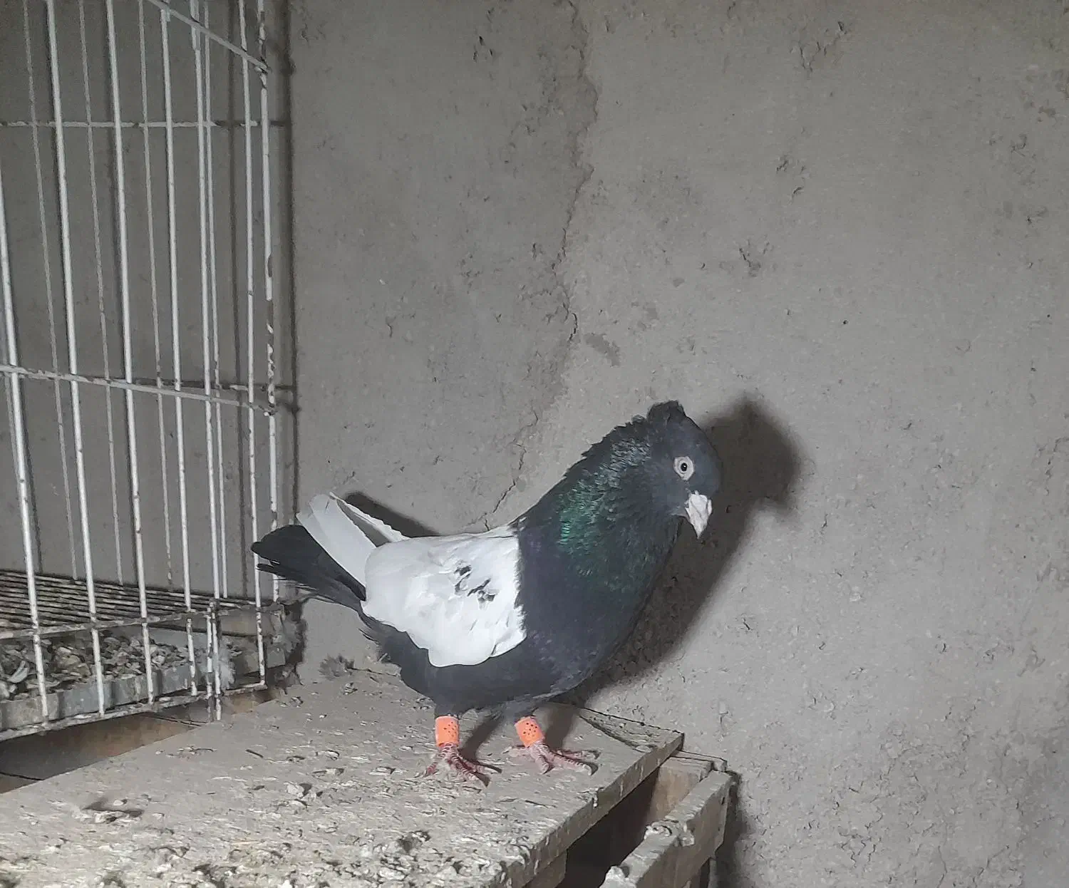 سوسنگرد|پرنده|سوسنگرد, |دیوار