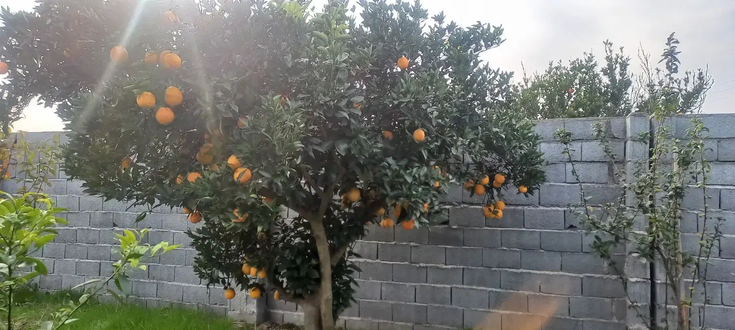 زمین چهار دیواری باغ پرتقال  ویلایی|فروش زمین و ملک کلنگی|ارطه, |دیوار