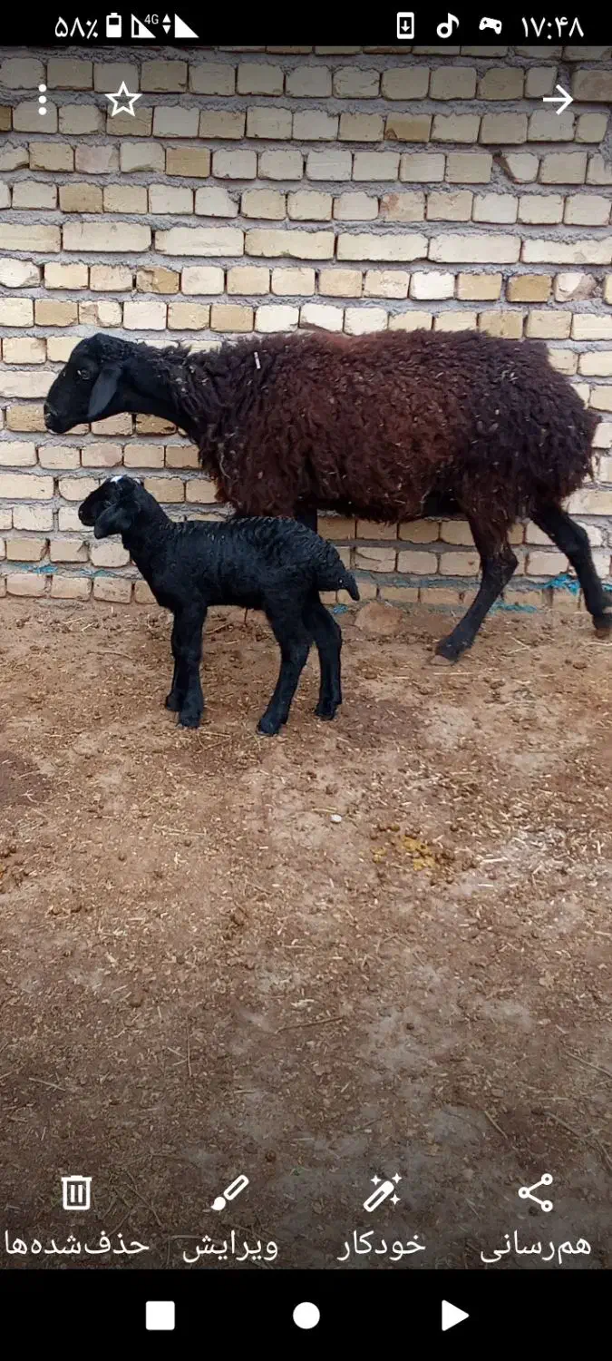 دورآس شیشک شکم اول|حیوانات مزرعه|اسفرورین, |دیوار