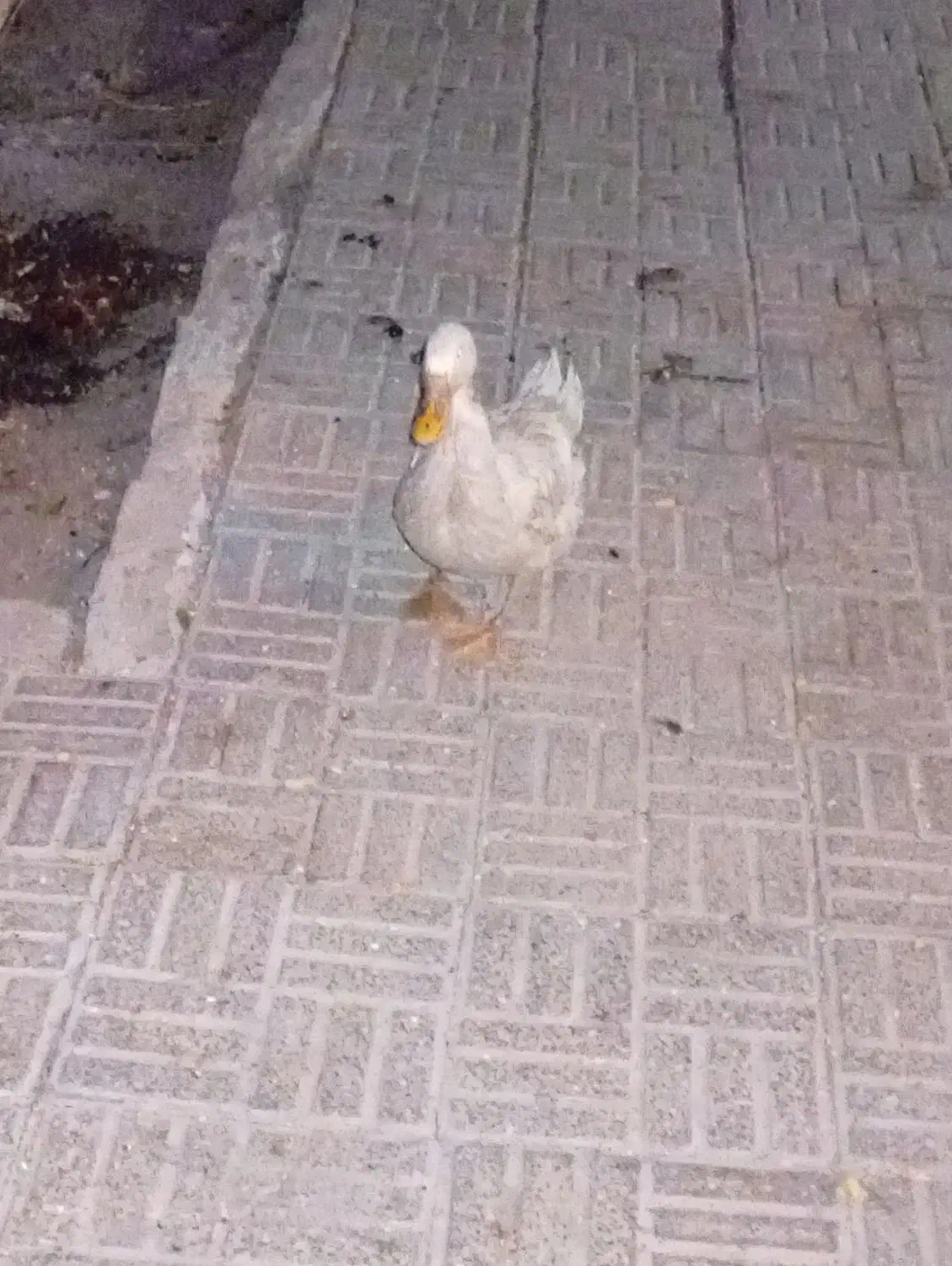 اوردک|حیوانات مزرعه|پیر بکران, |دیوار