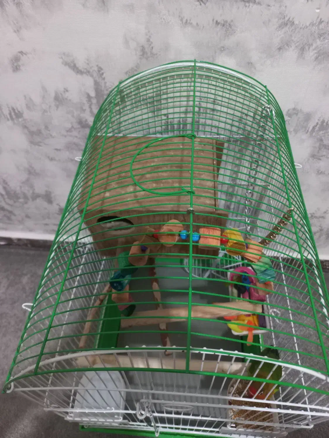 طوطی برزیلی نژاد فیشر به همراه وسایل|پرنده|پاکدشت, پاکدشت (مامازند)|دیوار