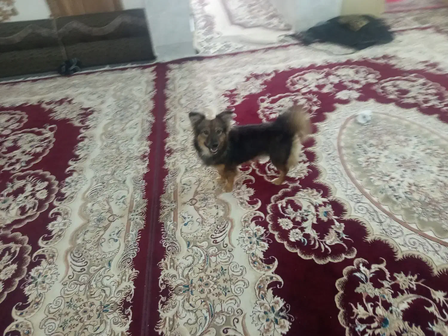 سگ نر|سگ|شیراز, رکنآباد|دیوار