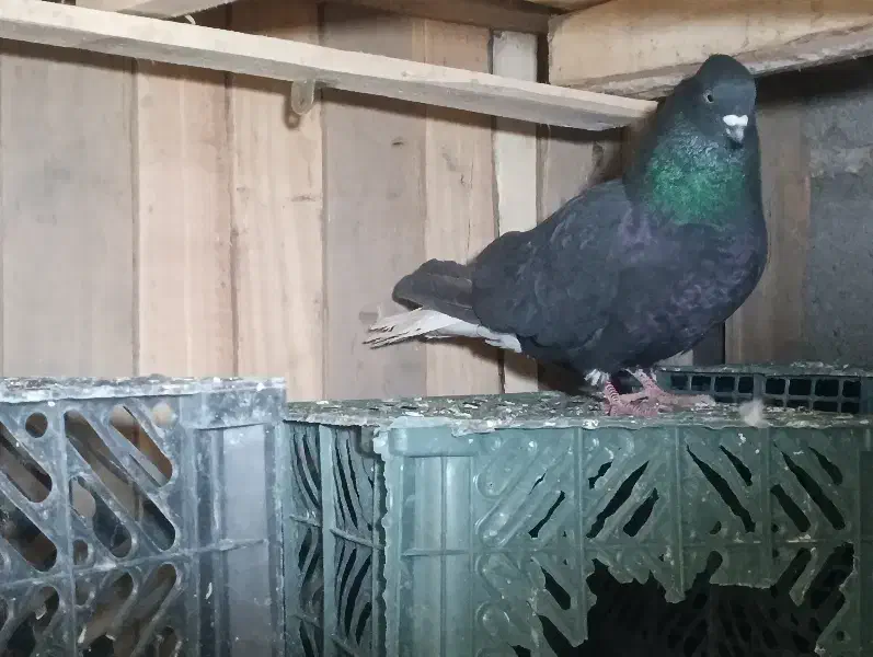 پرنده|پرنده|بم, |دیوار